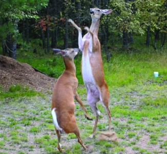 Put 'em up, put 'em up!